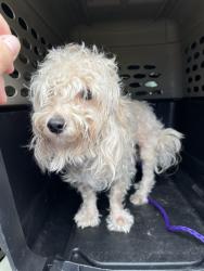 Shelter Stray Male Dog last seen HIGHWAY 1077, 31078 LA-36, Lacombe, LA 70445, USA