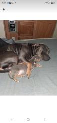 Lost Male Dog last seen lakewood, Robeson County, NC 28364