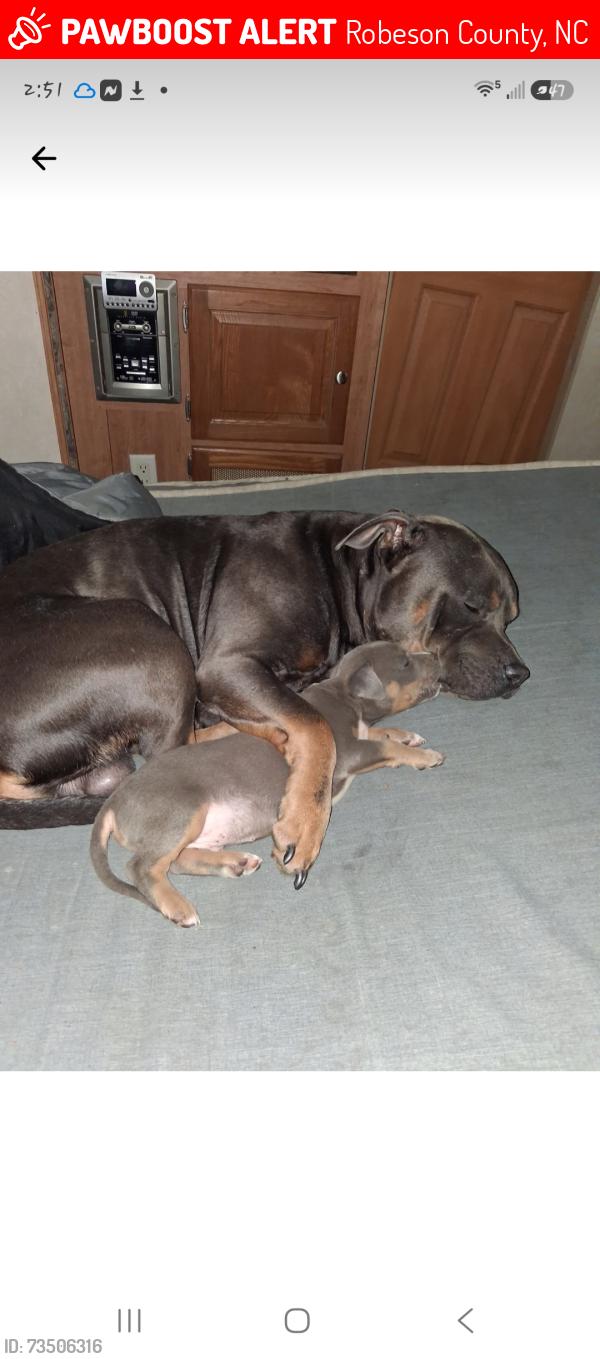 Lost Male Dog last seen lakewood, Robeson County, NC 28364