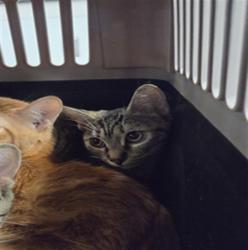 Shelter Stray Female Cat last seen , 14409 Vanowen St, Van Nuys, CA 91405, USA