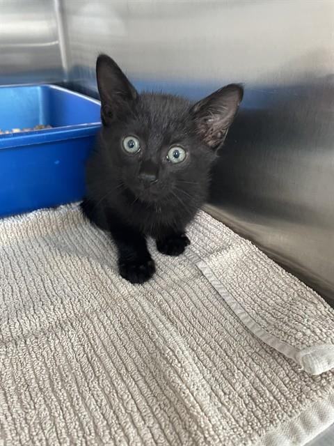 Shelter Stray Male Cat last seen BROADWAY ST, 8311 Freedom Dr, Pearland, TX 77581, USA