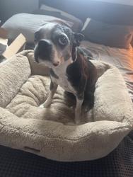 Lost Female Dog last seen Intersection of Wells Pt and Darmondale, San Antonio, TX 78261