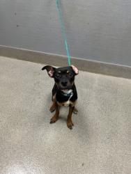 Shelter Stray Male Dog last seen Near BLOCK S MARTIN L KING BLVD, LAS VEGAS NV 89106, 655 N Mojave Rd, Las Vegas, NV 89101, USA
