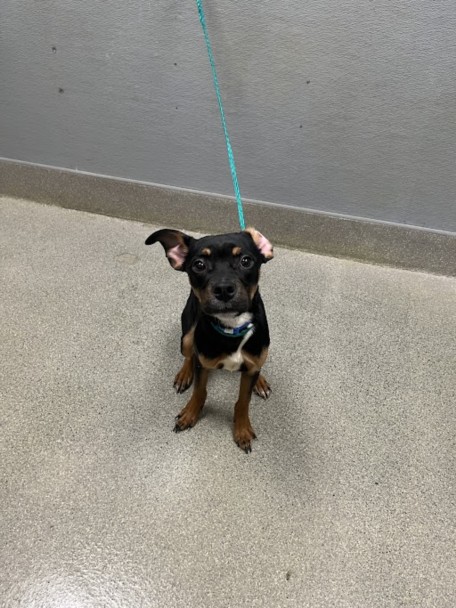 Shelter Stray Male Dog last seen Near BLOCK S MARTIN L KING BLVD, LAS VEGAS NV 89106, 655 N Mojave Rd, Las Vegas, NV 89101, USA