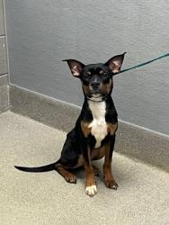Shelter Stray Male Dog last seen Near BLOCK S MARTIN L KING BLVD, LAS VEGAS NV 89106, 655 N Mojave Rd, Las Vegas, NV 89101, USA