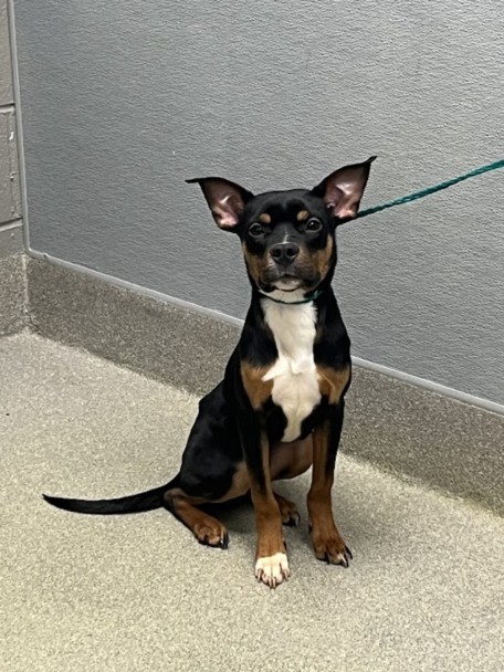 Shelter Stray Male Dog last seen Near BLOCK S MARTIN L KING BLVD, LAS VEGAS NV 89106, 655 N Mojave Rd, Las Vegas, NV 89101, USA