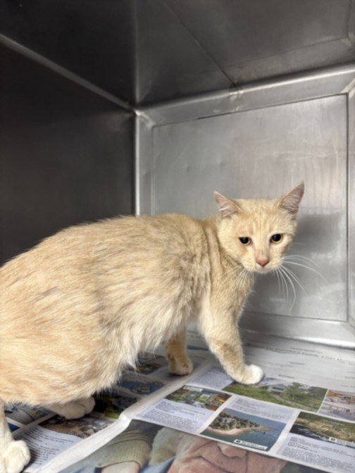 Shelter Stray Male Cat last seen , West Valley Animal Shelter, 20655 Plummer St, Chatsworth, CA 91311, USA