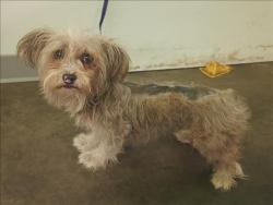 Shelter Stray Male Dog last seen , 1850 W 60th St, Los Angeles, CA 90047, USA