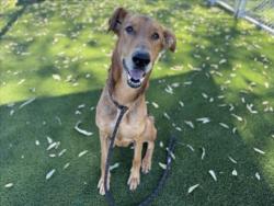 Shelter Stray Male Dog last seen , 3201 Lacy St, Los Angeles, CA 90031, USA