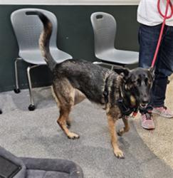 Shelter Stray Female Dog last seen , 3201 Lacy St, Los Angeles, CA 90031, USA