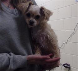 Shelter Stray Female Dog last seen Near BLOCK W BAYAUD AVE, DENVER CO 80223, 1241 W Bayaud Ave, Denver, CO 80223, USA