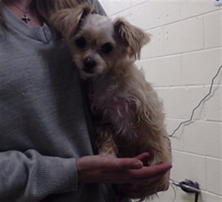 Shelter Stray Female Dog last seen Near BLOCK W BAYAUD AVE, DENVER CO 80223, 1241 W Bayaud Ave, Denver, CO 80223, USA