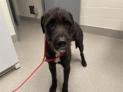 Shelter Stray Male Dog last seen GOLD HILL & FRUITVALE, 11232 B Ave, Auburn, CA 95603, USA