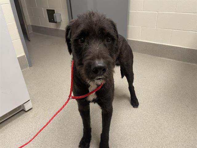 Shelter Stray Male Dog last seen GOLD HILL & FRUITVALE, 11232 B Ave, Auburn, CA 95603, USA