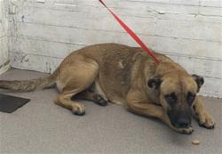 Shelter Stray Female Dog last seen Near BLOCK CRATER AVE, 333 Chandler Pl, San Bernardino, CA 92408, USA