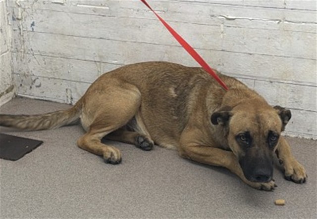 Shelter Stray Female Dog last seen Near BLOCK CRATER AVE, 333 Chandler Pl, San Bernardino, CA 92408, USA