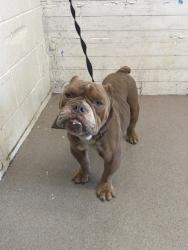 Shelter Stray Male Dog last seen N WESTERN AVE X HIGHLAND AVE, 333 Chandler Pl, San Bernardino, CA 92408, USA