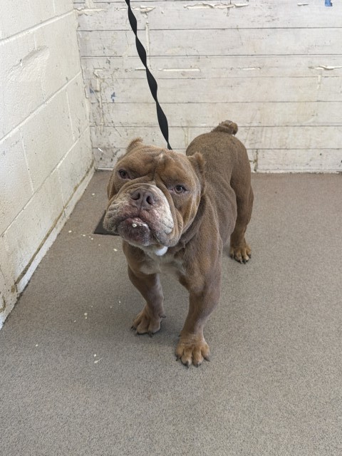 Shelter Stray Male Dog last seen N WESTERN AVE X HIGHLAND AVE, 333 Chandler Pl, San Bernardino, CA 92408, USA