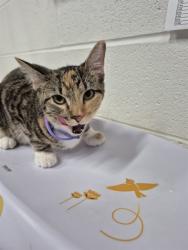 Shelter Stray Female Cat last seen OFALLON, 4850 Mid Rivers Mall Dr, St Peters, MO 63376, USA