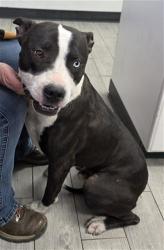 Shelter Stray Male Dog last seen LAKE ISABELLA BLVD / COMMERCIAL AVE LAKE ISABELLA CA 93240, 14891 CA-178, Lake Isabella, CA 93240, USA