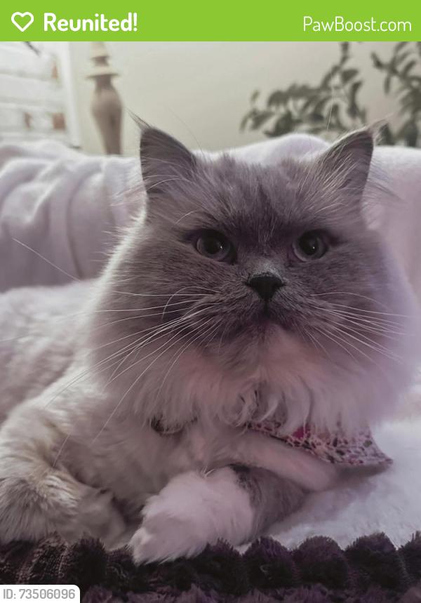 Reunited Male Cat last seen Summerfield road, Airdrie, AB T4B 1S3