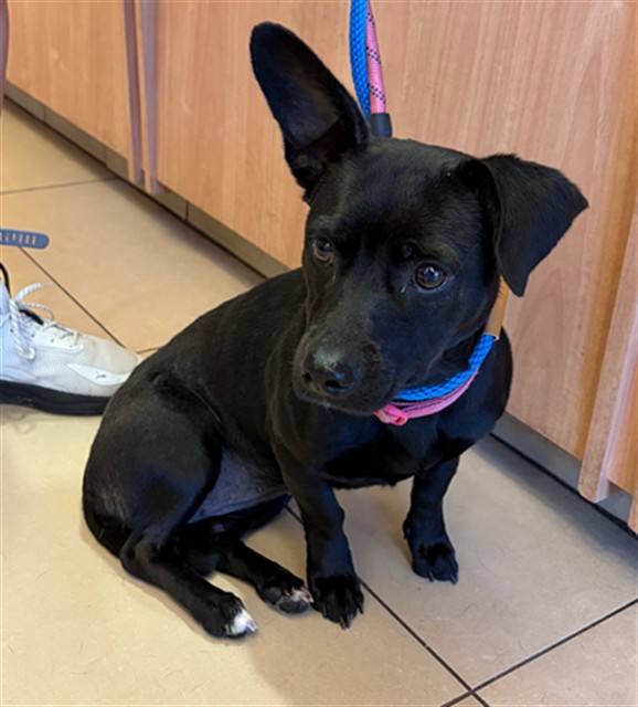 Shelter Stray Female Dog last seen Near BLOCK MOUNT ZION RD, 19640 Dogpatch Ln, Land O' Lakes, FL 34638, USA
