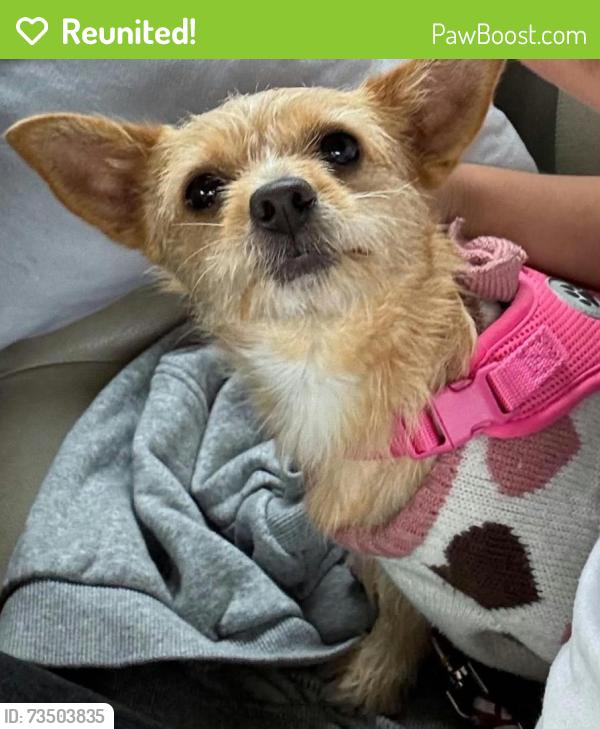 Reunited Female Dog last seen Near Faunce Corner Rd, Dartmouth, MA 02747, USA, Dartmouth, MA 02747