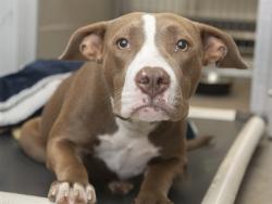 Shelter Stray Female Dog last seen 67TH AVE/INDIAN SCHOOL, 5501 E Van Buren St, Phoenix, AZ 85008, USA