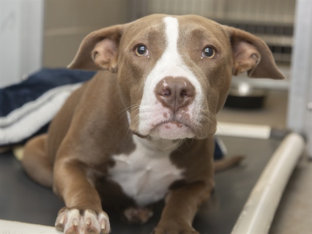 Shelter Stray Female Dog last seen 67TH AVE/INDIAN SCHOOL, 5501 E Van Buren St, Phoenix, AZ 85008, USA