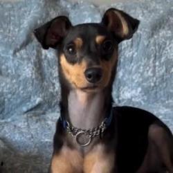 Reunited Male Dog last seen W Montrose Ave and N Wolcott AVe, Chicago, IL 60640