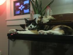 Reunited Female Cat last seen Evans Ave, Denver, CO, USA, Denver, CO 80210