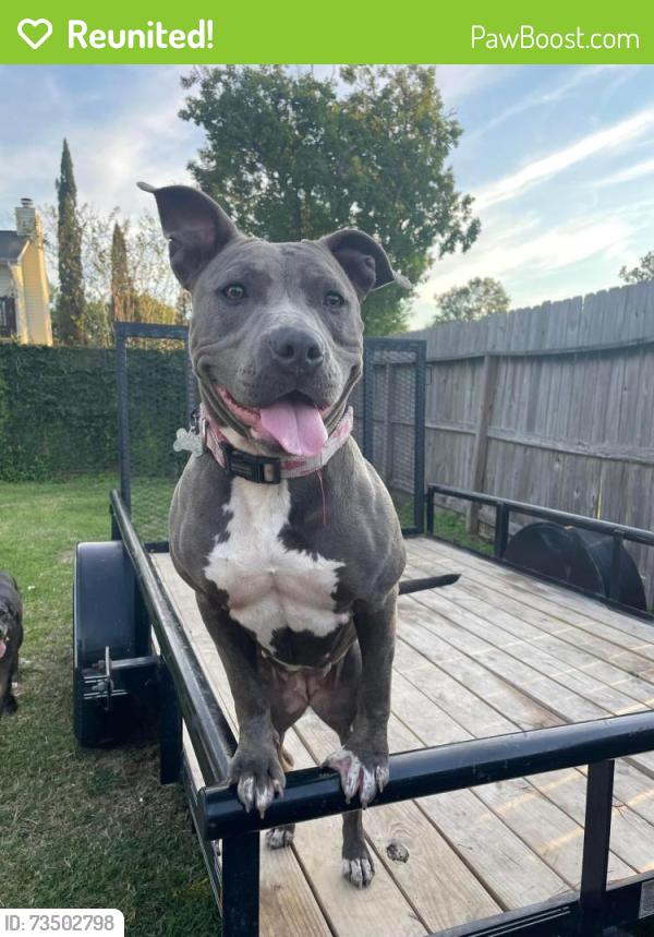 Reunited Female Dog last seen Ripplebrook drive near buffalo speedway and orem, Houston, TX 77045