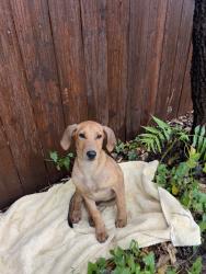 Found/Stray Unknown Dog last seen pine harvard, Tulsa, OK 74115