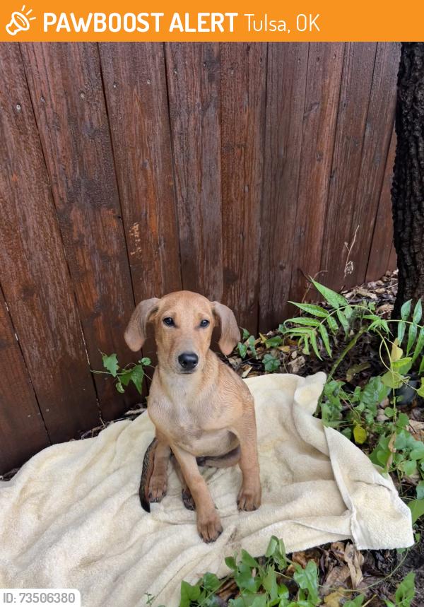 Found/Stray Unknown Dog last seen pine harvard, Tulsa, OK 74115
