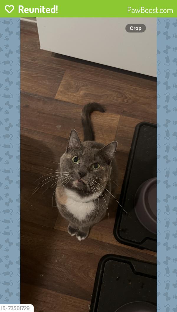 Reunited Female Cat last seen The cove at priest lake, Nashville, TN 37076