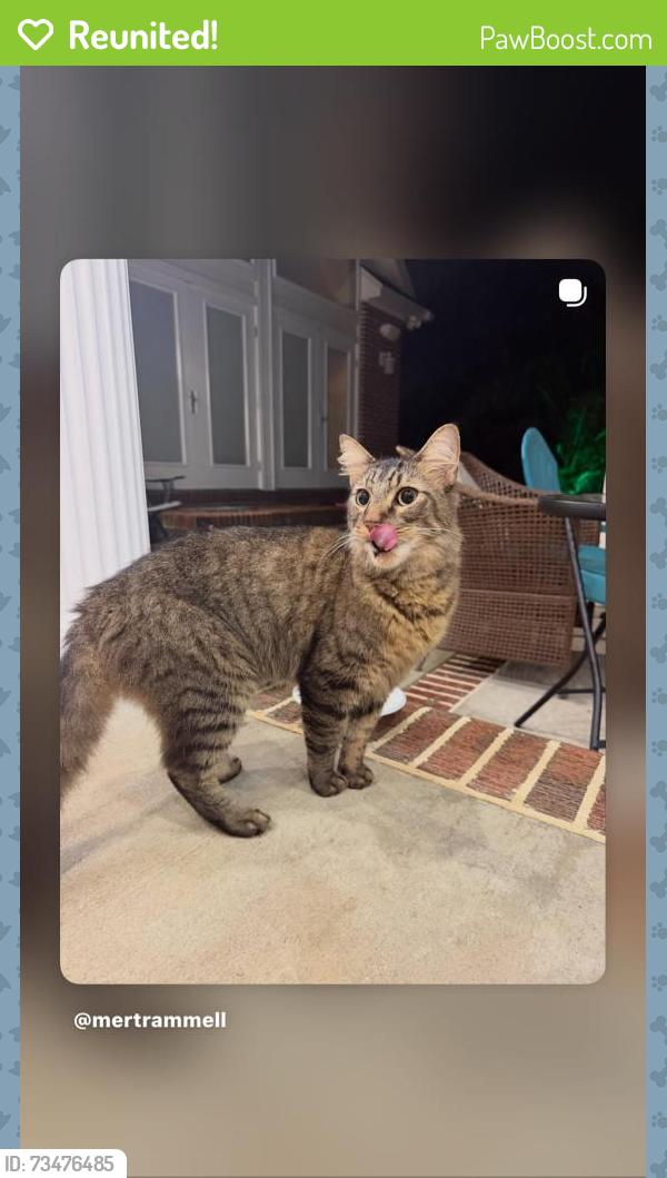 Reunited Unknown Cat last seen Belmont Rd. & Park Ave., Tallahassee, FL 32301