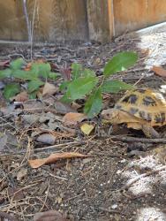 Lost Male Reptile last seen Near Calle Langarica, Temecula, CA 92592