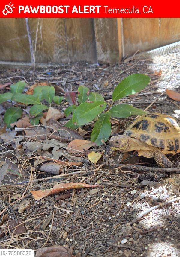 Lost Male Reptile last seen Near Calle Langarica, Temecula, CA 92592