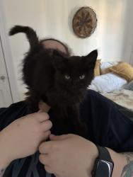 Found/Stray Unknown Cat last seen Lakeside area, Lakeside, VA 23228