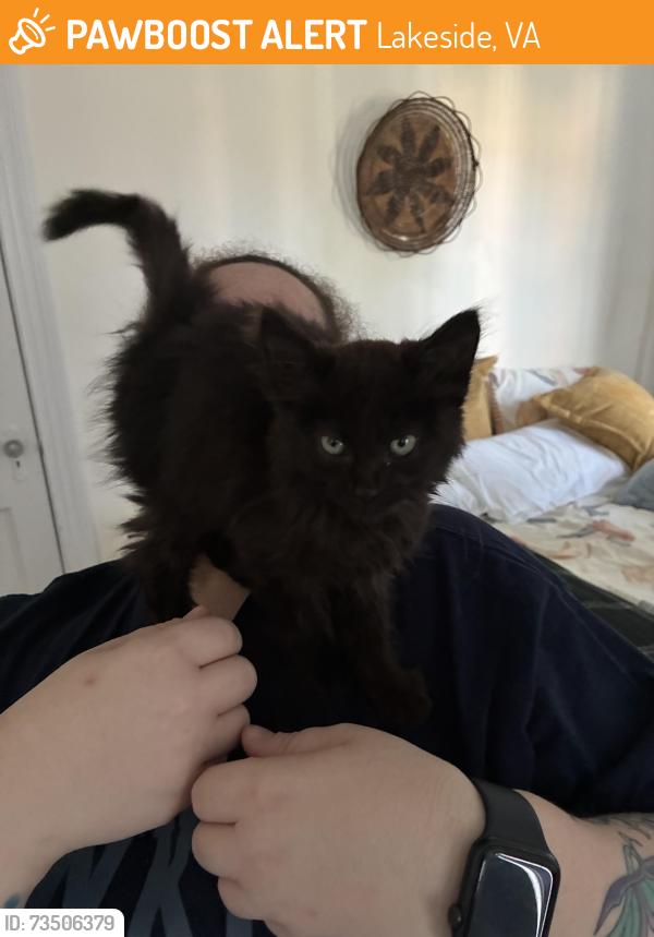 Found/Stray Unknown Cat last seen Lakeside area, Lakeside, VA 23228