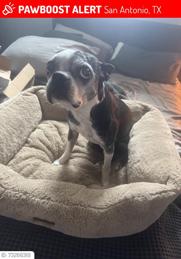 Lost Female Dog last seen Intersection of Wells Pt and Darmondale, San Antonio, TX 78261