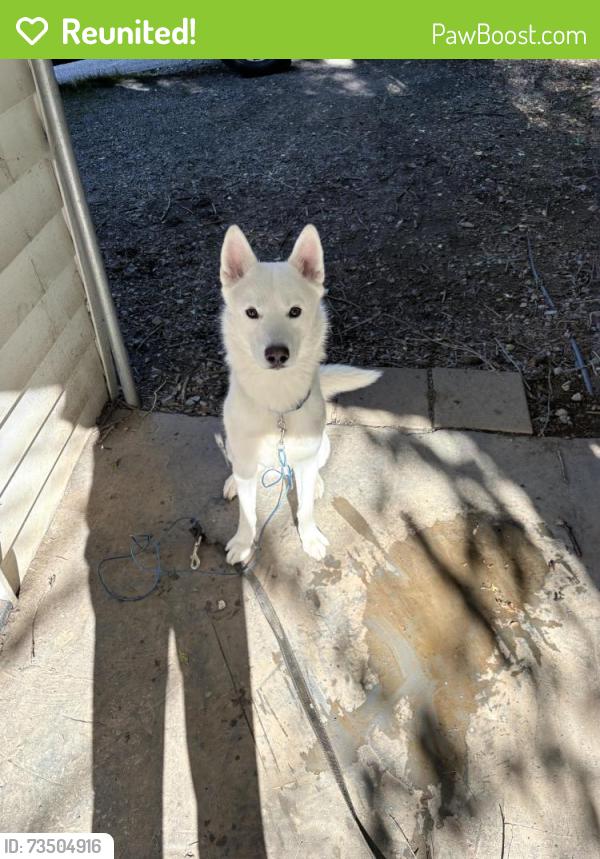 Reunited Male Dog last seen 16th and Church Ave SE, Roanoke, VA 24013