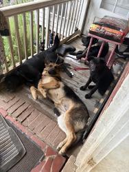 Lost Male Dog last seen Near Felton rd, Richmond, VA 23224