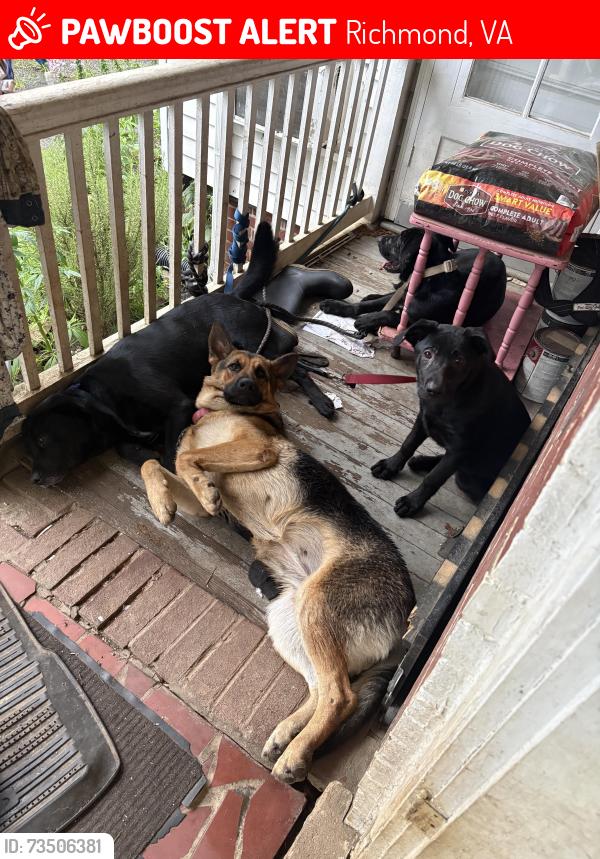 Lost Male Dog last seen Near Felton rd, Richmond, VA 23224