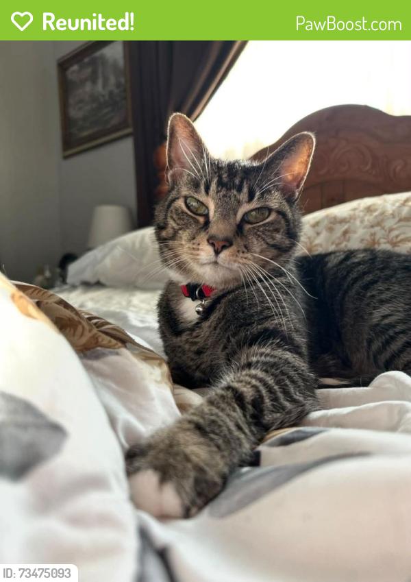 Reunited Male Cat last seen Highbury, Mercedes, Alter, Dayton, OH 45424