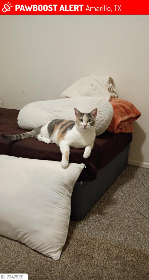 Lost Female Cat last seen Near BELL ST, Amarillo, TX 79109