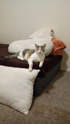 Lost Female Cat last seen Near BELL ST, Amarillo, TX 79109
