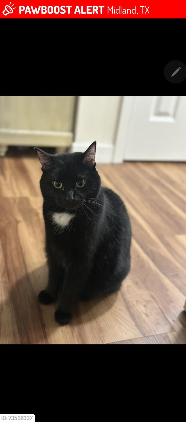 Lost Female Cat last seen Delmar and Sentinel, Midland, TX 79703
