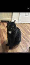 Lost Female Cat last seen Delmar and Sentinel, Midland, TX 79703