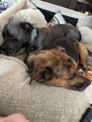 Reunited Male Dog last seen Near East Buffalo Church Road Washington Pa, Washington, PA 15301